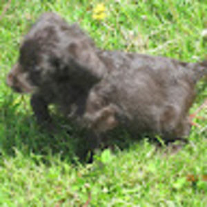 Meet your Posher, Lucy